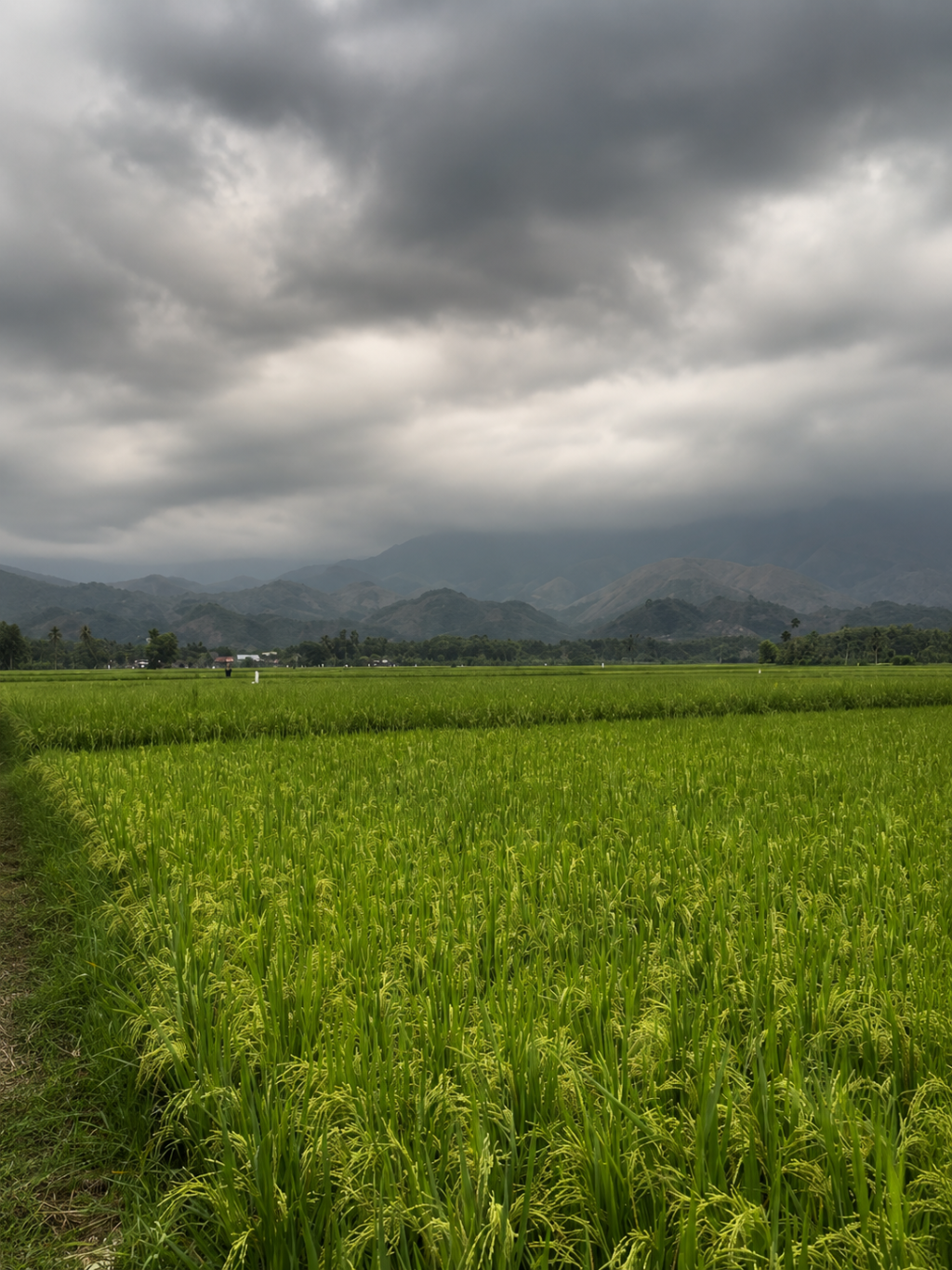 Padi merupakan tanaman unggulan masyarakat Gampong Leupung Cut 
